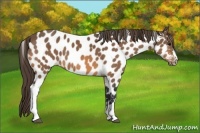 Horse Color:Buckskin Near Leopard 