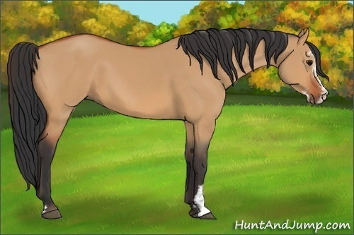 Horse Color:Bay Dun Sabino 