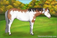 Horse Color:Bay Splash Frame and Bay Splash Frame Rabicano