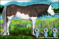 Horse Color:Gray Brown Splash Rabicano 
