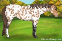Horse Color:Buckskin Appaloosa