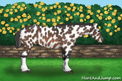Horse Color:Buckskin Appaloosa