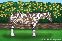 Horse Color:Buckskin Appaloosa