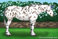 Horse Color:Buckskin Leopard