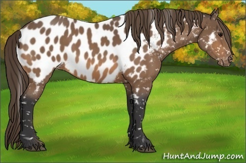 Horse Color:Buckskin Near Leopard 