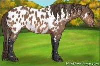 Horse Color:Buckskin Near Leopard