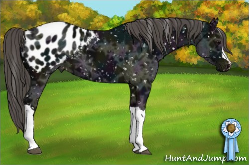 Horse Color:Midnight Smoky Black Ice Appaloosa 