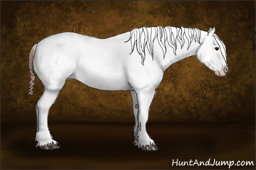 Horse Color:White Spotted Brown Roan Frame Near Fewspot Rabicano  and White Spotted Brown Tobiano Frame Near Fewspot Rabicano 