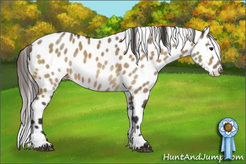 Horse Color:Buckskin Dun Sabino Appaloosa