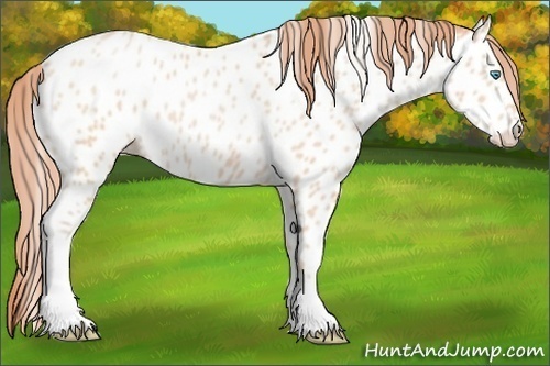 Horse Color:Buckskin Pearl Near Leopard