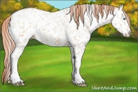 Horse Color:Buckskin Pearl Near Leopard
