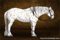 Horse Color:Buckskin Appaloosa