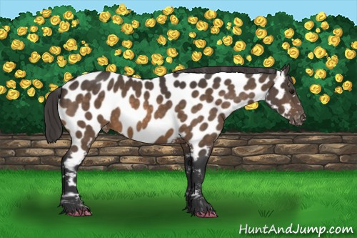 Horse Color:Buckskin Appaloosa 