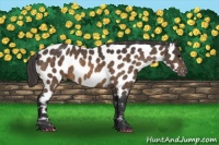 Horse Color:Buckskin Appaloosa 