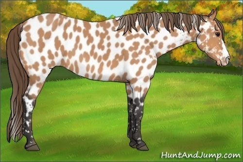 Horse Color:Buckskin Near Leopard