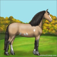 Horse Color:Buckskin Frame 