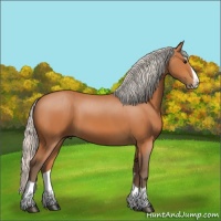 Horse Color:Silver Bay Splash 