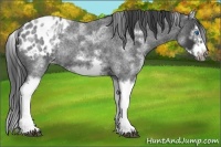 Horse Color:White Spotted Blue Roan Splash Frame Appaloosa