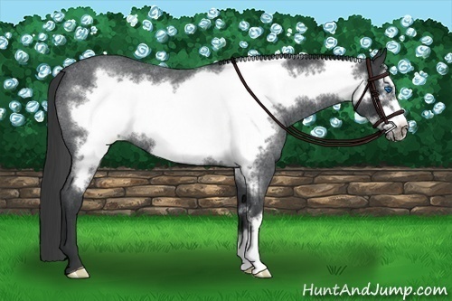 Horse Color:Blue Roan Frame Appaloosa Rabicano 