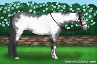 Horse Color:Blue Roan Frame Appaloosa Rabicano 