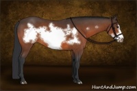 Horse Color:Bay Frame