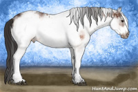 Horse Color:White Spotted Brown Frame Varnish Rabicano and White Spotted Bay Frame Varnish Rabicano