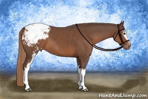 Horse Color:White Spotted Liver Chestnut Appaloosa 