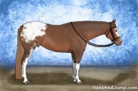 Horse Color:White Spotted Liver Chestnut Appaloosa 