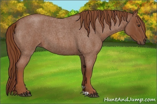 Horse Color:Red Roan