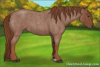 Horse Color:Red Roan 