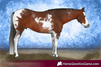 Horse Color:Gray Bay Splash Tobiano 