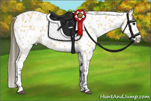 Horse Color:Buckskin Leopard 