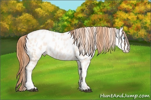 Horse Color:Buckskin Ice Pearl Near Leopard