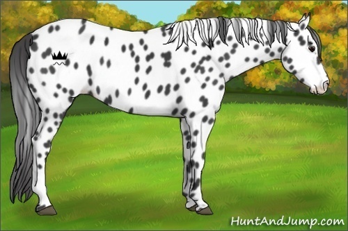 Horse Color:Smoky Black Appaloosa 