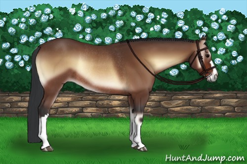 Horse Color:Bay Onyx Rabicano 