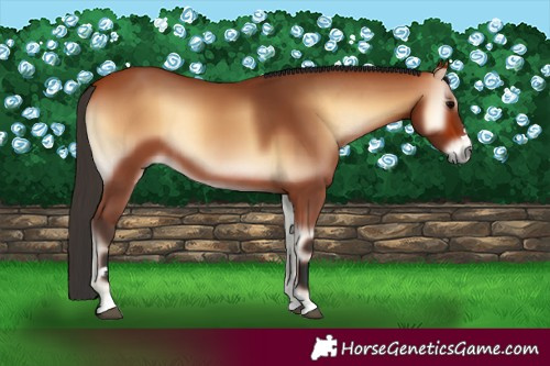 Horse Color:Bay Onyx Rabicano 