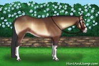Horse Color:Bay Onyx Rabicano 