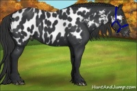 Horse Color:Black Appaloosa