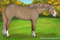 Horse Color:Red Dun Splash 