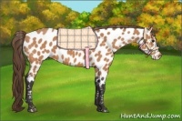 Horse Color:Buckskin Appaloosa 