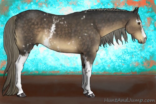 Horse Color:White Spotted Liver Chestnut