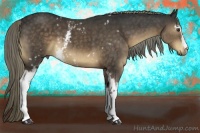 Horse Color:White Spotted Liver Chestnut