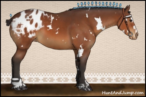 Horse Color:White Spotted Bay Sabino Appaloosa 