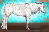 Horse Color:Palomino Appaloosa  and Palomino Frame Appaloosa 