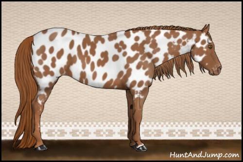 Horse Color:Chestnut Appaloosa 