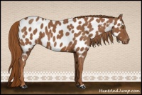 Horse Color:Chestnut Appaloosa 