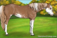 Horse Color:Chestnut Sabino 