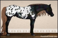 Horse Color:Midnight Liver Chestnut Appaloosa 
