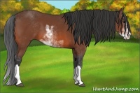 Horse Color:Bay Sabino