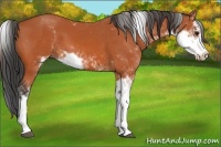 Horse Color:Bay Sabino 